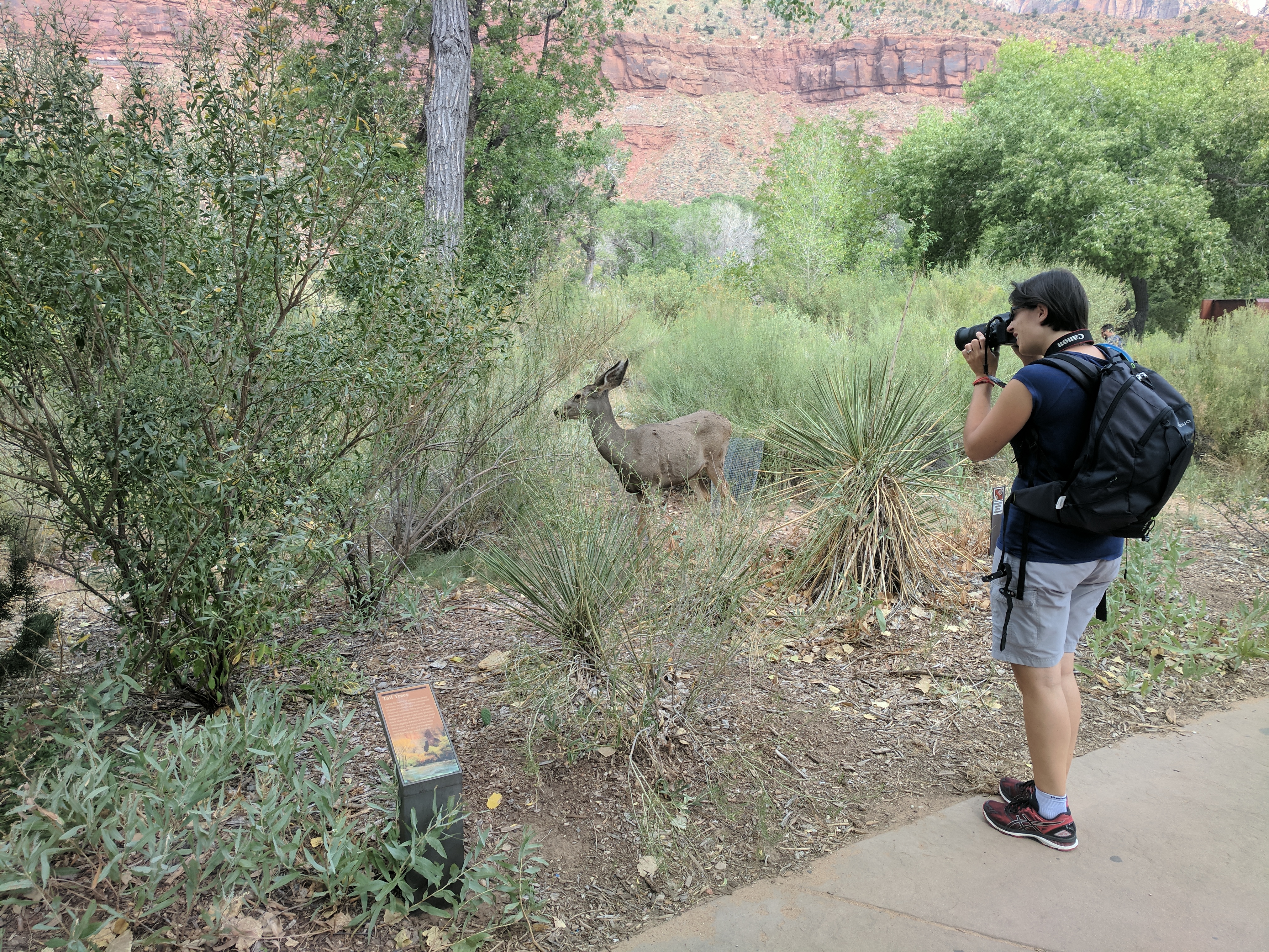 Zion Photo 397